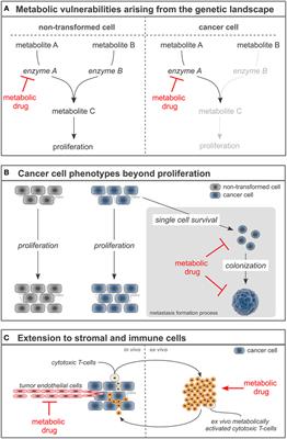 Is There a Therapeutic Window for Metabolism-Based Cancer Therapies?